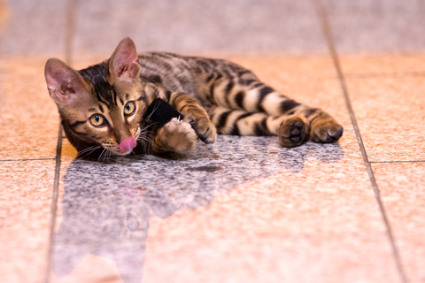 世界で一番お金持ちな動物は 毎日高級ステーキを食べる犬や資産１０億の猫など かまとめぶろぐ