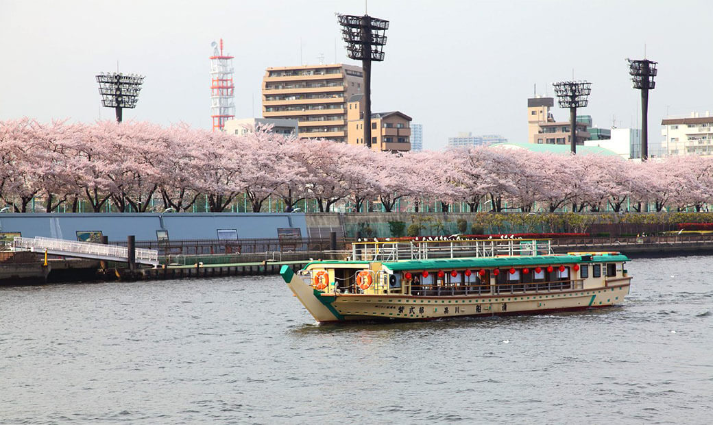 品川 船清『周遊コース』-春の桜